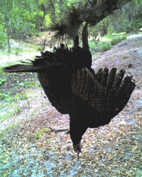 Florida Limbhanger