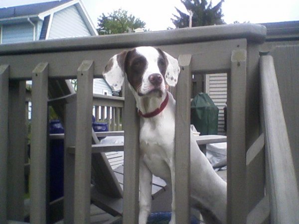 Bunofski's pup